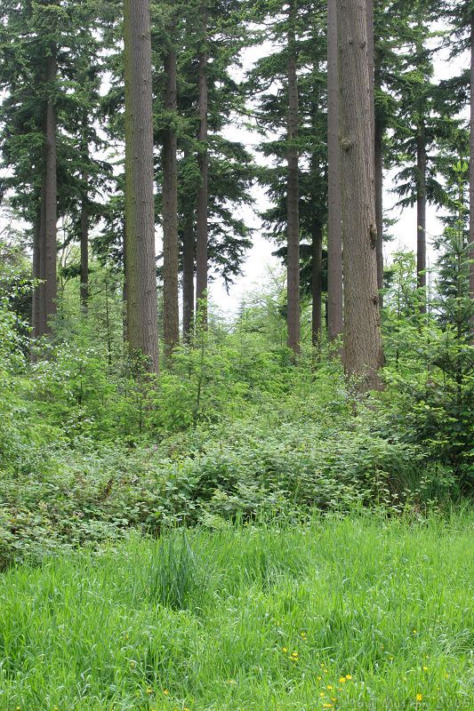 Longleat forest