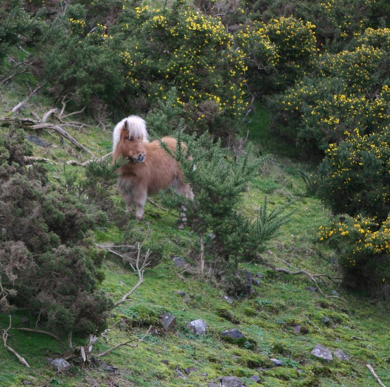 A Pony at Meldon Reservoir