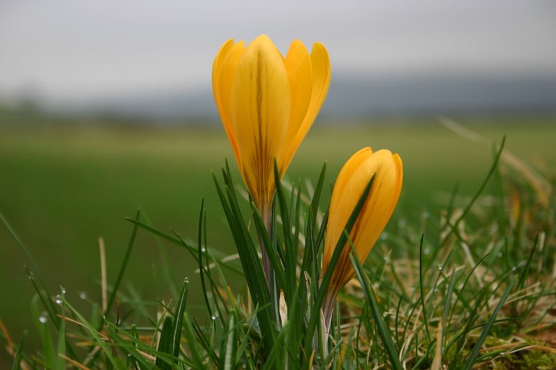 Tulips in February