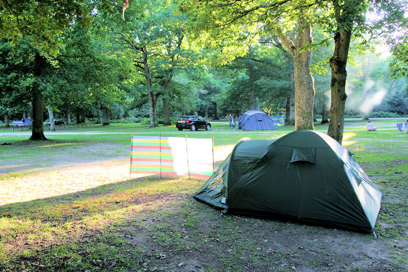 New Forest Camp Site Hollands Wood Tent Trees IMG 3428