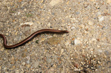 Slowworm Slow Worm Snake Lizard On Concrete IMG 3536