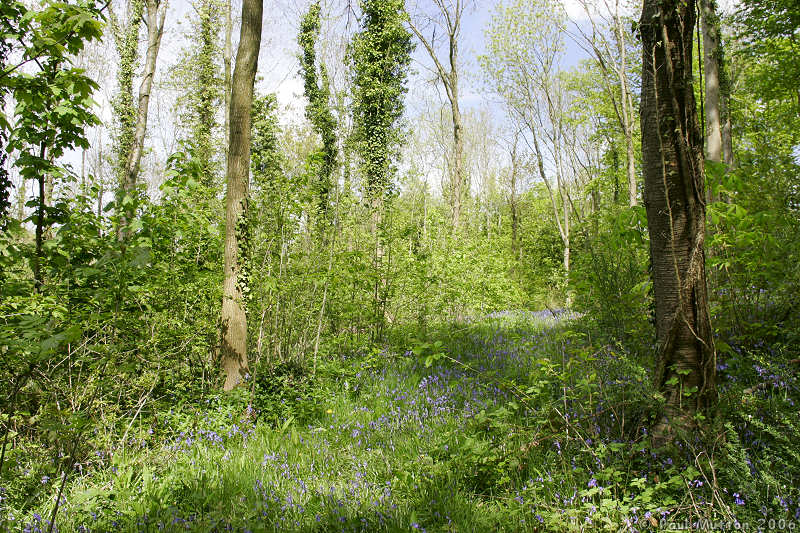 Forest In Usk A8V9904