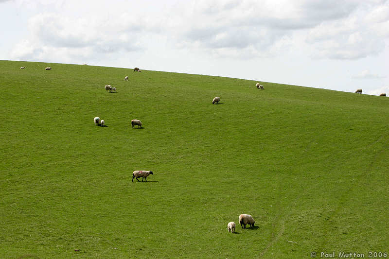 Sheep In Field A8V9997