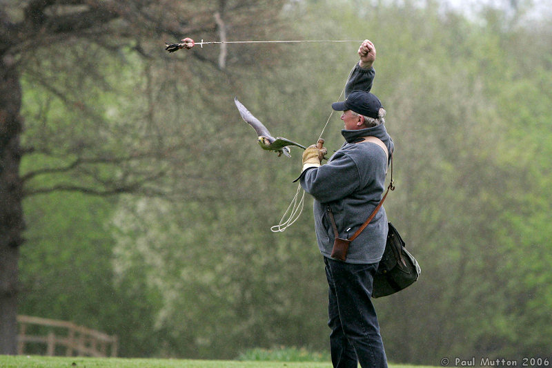 Harris Hawk Training T2E8860