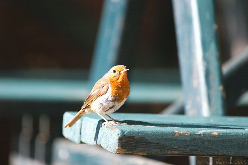 Robin on Park Bench img 3523