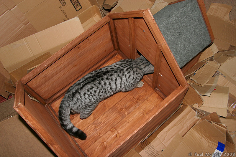 Photo: IMG 4906 Cat in the cat shed